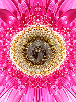 Gerbera flower