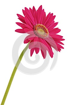 Gerbera flower