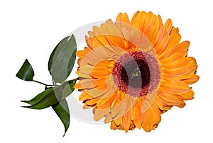 Gerbera flower