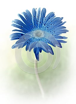 Gerbera Flower