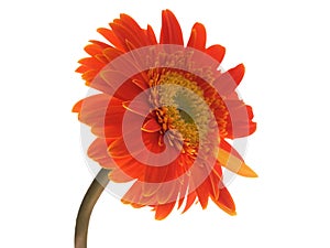 Gerbera flower