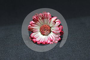 Gerbera flower