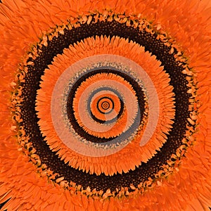 Gerbera flower abstract background
