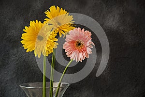 Three gerbera flower on abstracta background photo