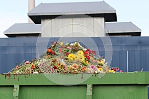 Gerbera flower as organic waste in container at a greenhouse nursery in Moerkapelle, the Netherlands.