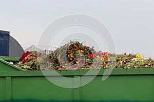 Gerbera flower as organic waste in container at a greenhouse nursery in Moerkapelle, the Netherlands.