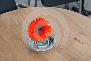 Gerbera flower in ashtray, No smoking concept, stop smoking, Asteraceae