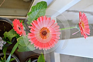 Gerbera flower Asteraceae family. the African Daisy.  Woolly crown. Used as a decorative garden plant or as cut flowers.