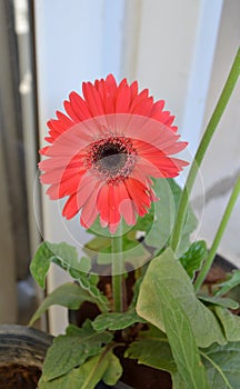 Gerbera flower Asteraceae family. the African Daisy.  Woolly crown. Used as a decorative garden plant or as cut flowers.