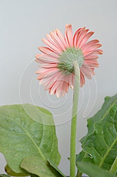 Gerbera  flower Asteraceae family. the African Daisy.  Woolly crown. Used as a decorative garden plant or as cut flowers.