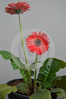 Gerbera flower Asteraceae family. the African Daisy.  Woolly crown. Used as a decorative garden plant or as cut flowers.