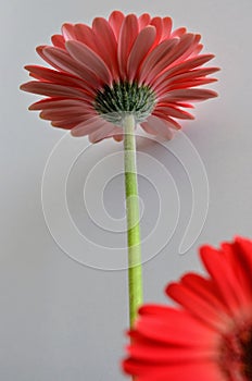 Gerbera  flower Asteraceae family. the African Daisy.  Woolly crown. Used as a decorative garden plant or as cut flowers.