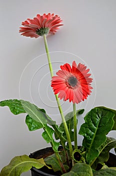 Gerbera  flower Asteraceae family. the African Daisy.  Woolly crown. Used as a decorative garden plant or as cut flowers.