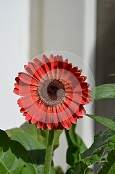 Gerbera  flower Asteraceae family. the African Daisy.  Woolly crown. Used as a decorative garden plant or as cut flowers.