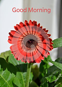 Gerbera  flower Asteraceae family. the African Daisy.  Woolly crown. Used as a decorative garden plant or as cut flowers.