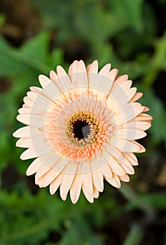 Gerbera Flower (Beau). photo