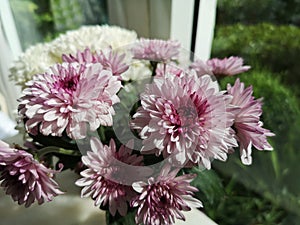 Gerbera Flower beautiful bouquet in water glass colorful beautiful, violet color, Barberton daisy