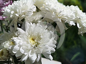 Gerbera Flower beautiful bouquet in water glass colorful beautiful, white color, Barberton daisy