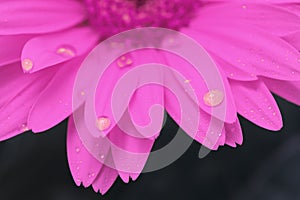 Gerbera flower blossom with water drops close up. Macro. Shallow depth of field.