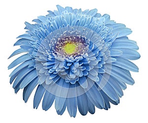 Gerbera flower blue. Flower isolated on white background. No shadows with clipping path. Close-up.