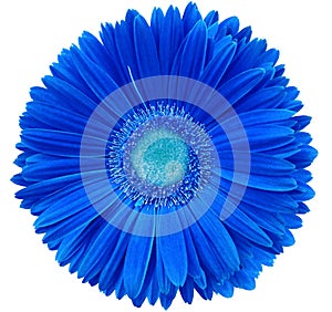 gerbera flower blue. Flower isolated on a white background. No shadows with clipping path. Close-up.