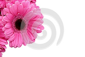 Gerbera is a flower characterized by many corals and most often used by florists in bouquets as a cut flower because it is distinc