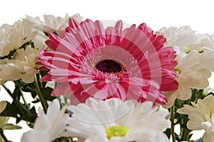 Gerbera flower with chrysanthemums