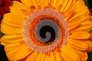 Gerbera flower close-up on a black background.