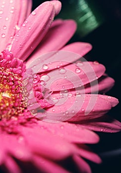 Gerbera flower close up macro photo