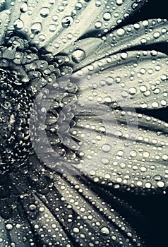 Gerbera flower close up macro photo