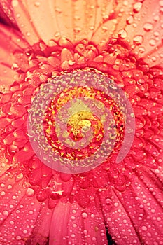 Gerbera flower close up macro photo