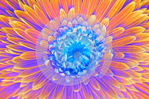 Gerbera flower closeup. Saturation luminosity color. photo