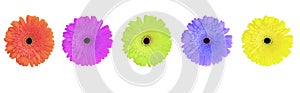 Gerbera flower color isolated set