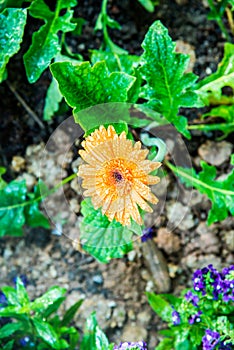 Gerbera flower with drop in garden