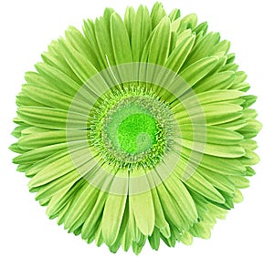 gerbera flower green. Flower isolated on a white background. No shadows with clipping path. Close-up.