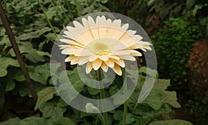 Gerbera flower from holambra in to Brazil