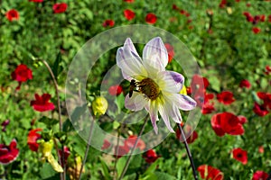 Gerbera flower with honeybee on its petals