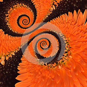 Gerbera flower infinity spiral abstract background