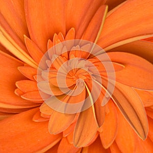 Gerbera flower infinity spiral abstract background