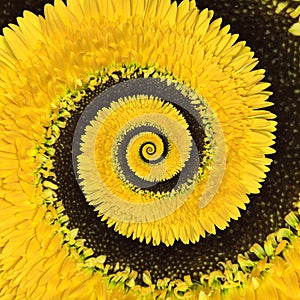 Gerbera flower infinity spiral abstract background