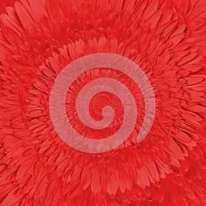 Gerbera flower infinity spiral abstract background