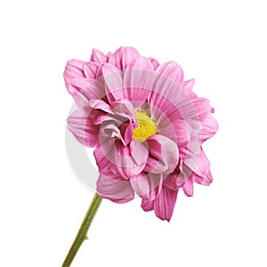 Gerbera flower isolated