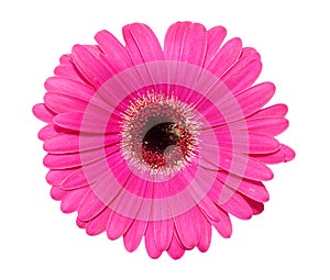 Gerbera flower isolated over white