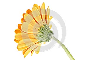 Gerbera flower isolated on white background