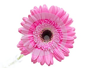 Gerbera flower isolated on white background