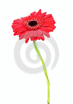 Gerbera flower isolated on white background