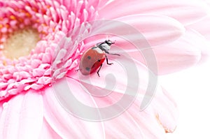 Gerbera flower and ladybug