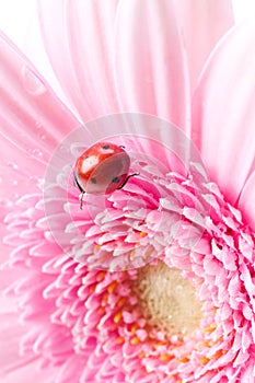 Gerbera flower and ladybug