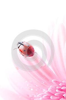 Gerbera flower and ladybug
