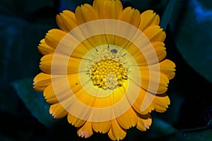 Gerbera flower with long dense petals of orange color and yellow core, on which sits a black insect. Macro